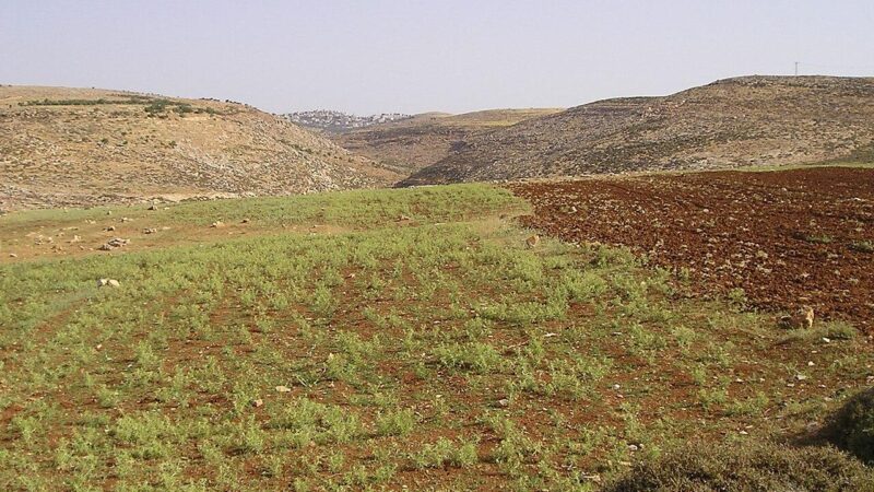 Hillside farmland near Taybeh village in the West Bank