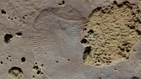 Dickinsonia fossil imprint preserved in rock from the Flinders Ranges
