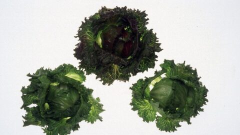 Three heads of iceberg lettuce photographed from above