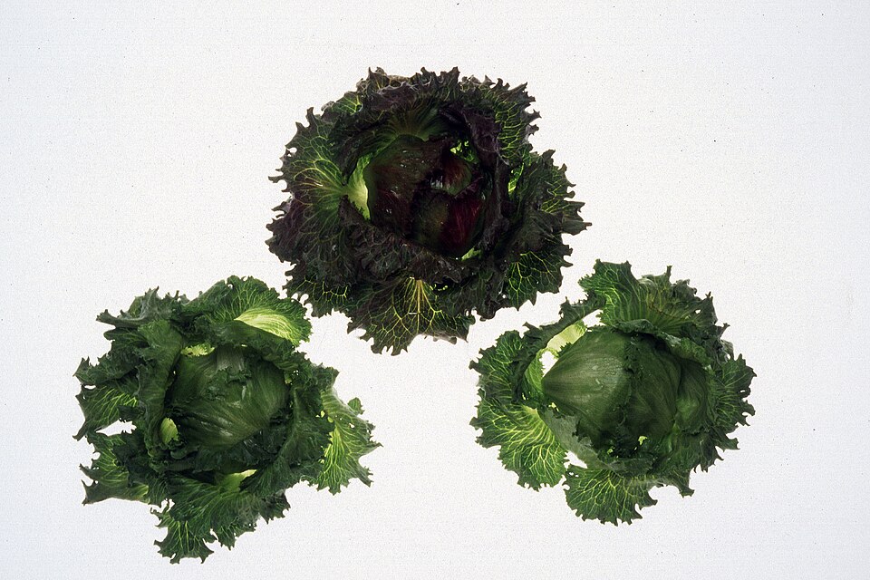 Three heads of iceberg lettuce photographed from above